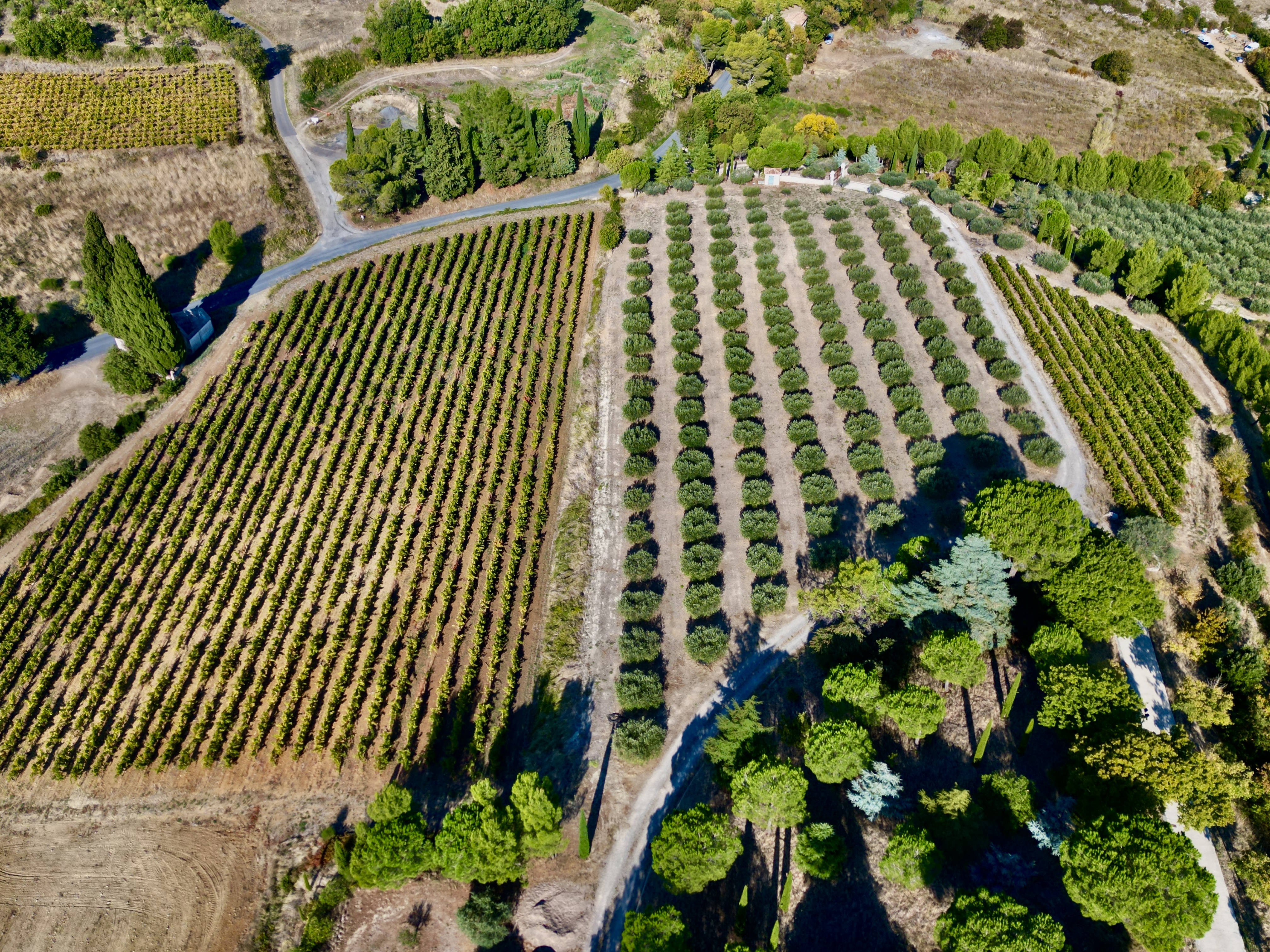 Alignements de vignes et d'oliviers — vue drone