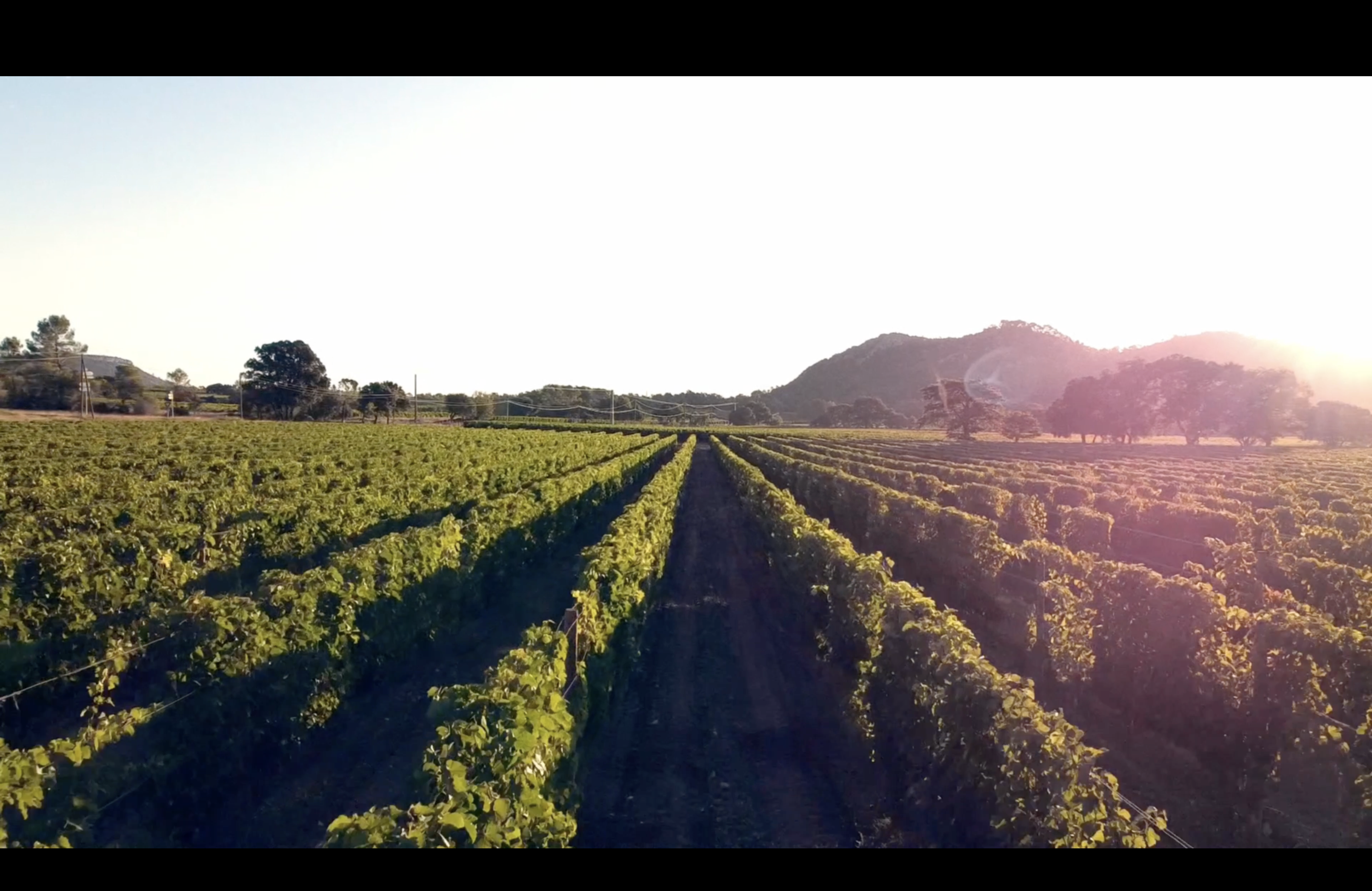 Vignobles au coucher du soleil — Languedoc